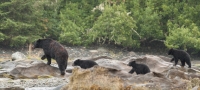 Nature & Wildlife in BC Canada