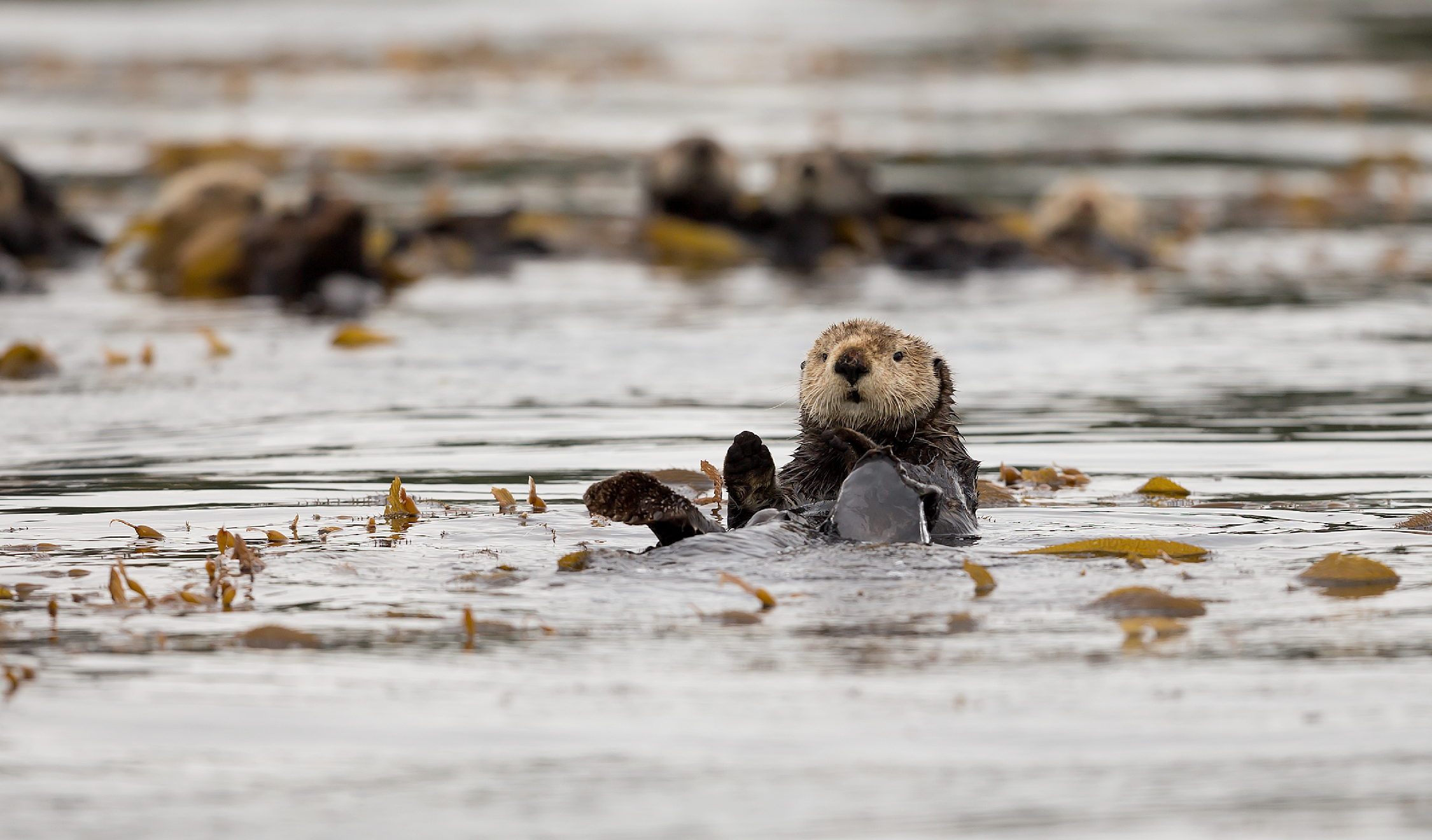 Sea Otter near Spring Island by Kyuquot Sound