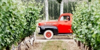 red truck in a vineyard