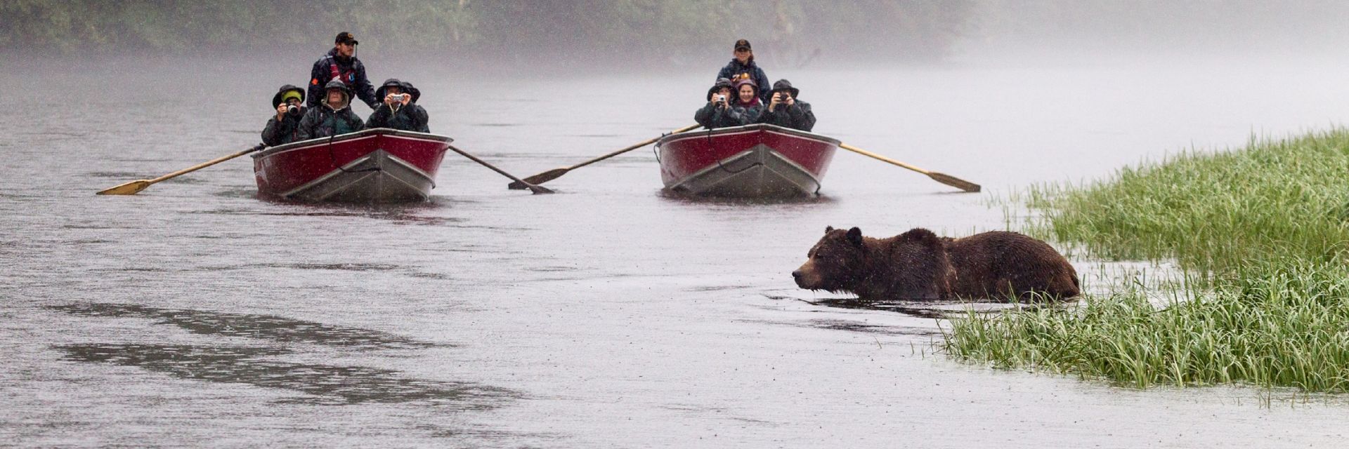 A wildlife tour in boats watching a grizzly bear cross a stream