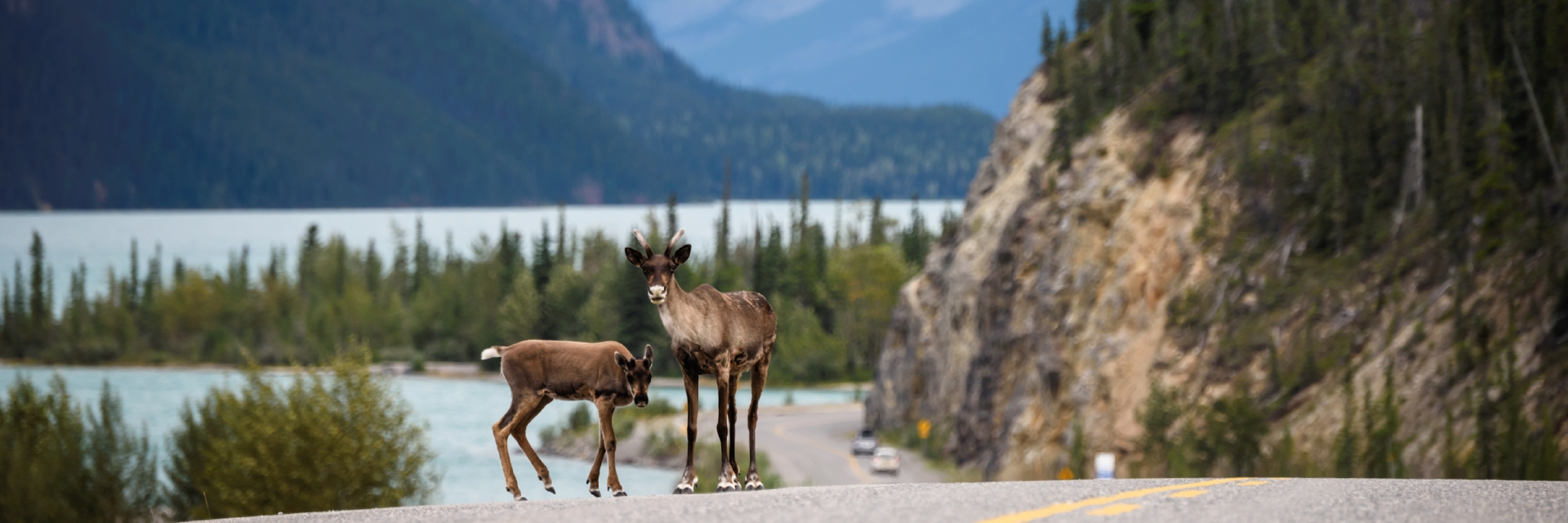 A Caribou cow with her calf search for mineral salts along the Alaska Highway at Muncho Lake, in the Northern Rockies of British Columbia