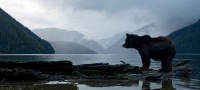 A grizzly bear stands on the shoreline in the Great Bear Rainforest. Clouds cover the mountains in the background | Credit: Northern BC Tourism/Ian McAllister